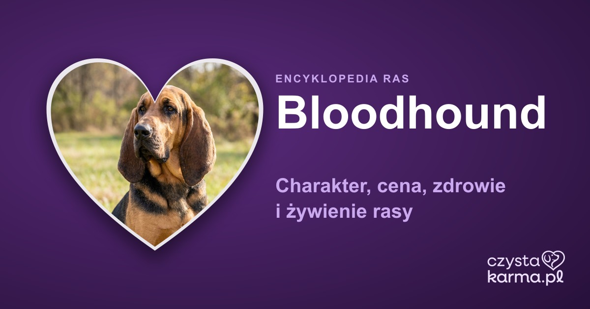 Bloodhound — charakter, cena, zdrowie i żywienie rasy