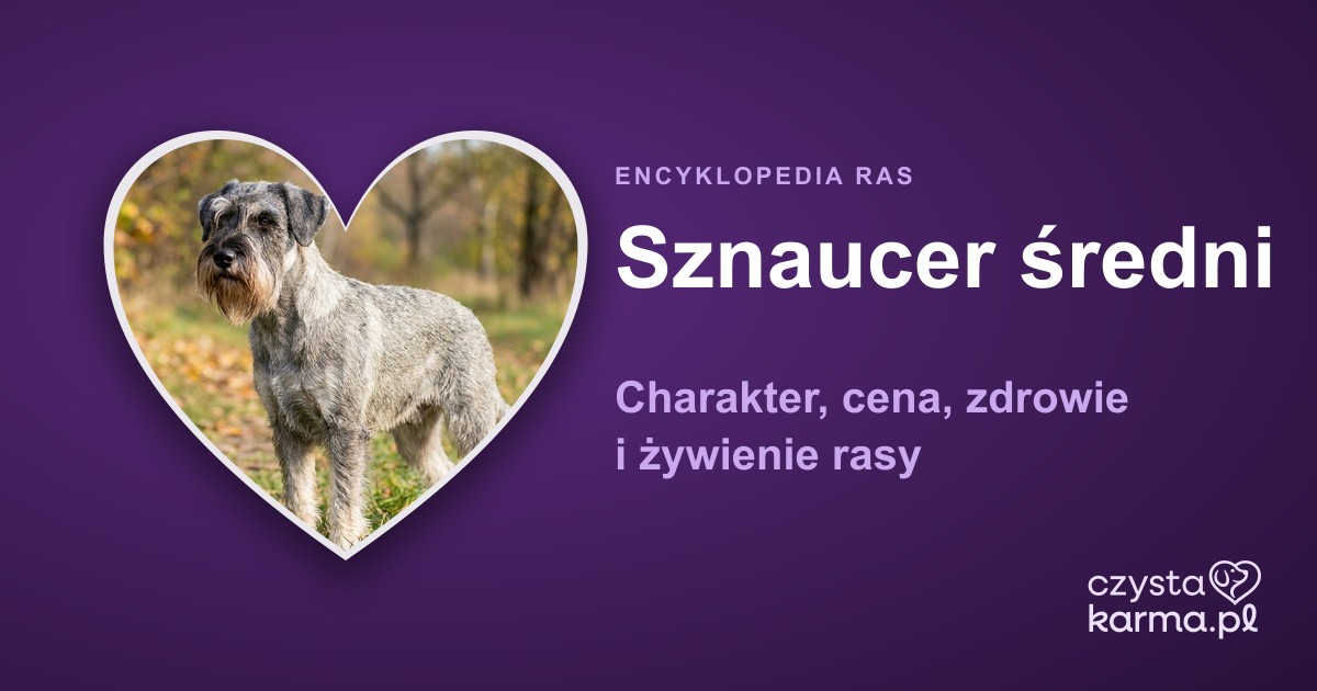 Sznaucer średni — charakter, cena, zdrowie i żywienie rasy