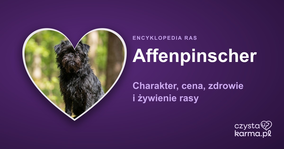 Affenpinscher — charakter, cena, zdrowie i żywienie rasy