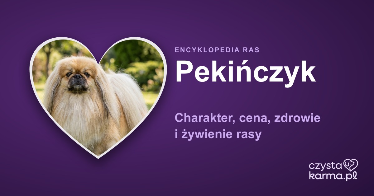 Pekińczyk — charakter, cena, zdrowie i żywienie rasy