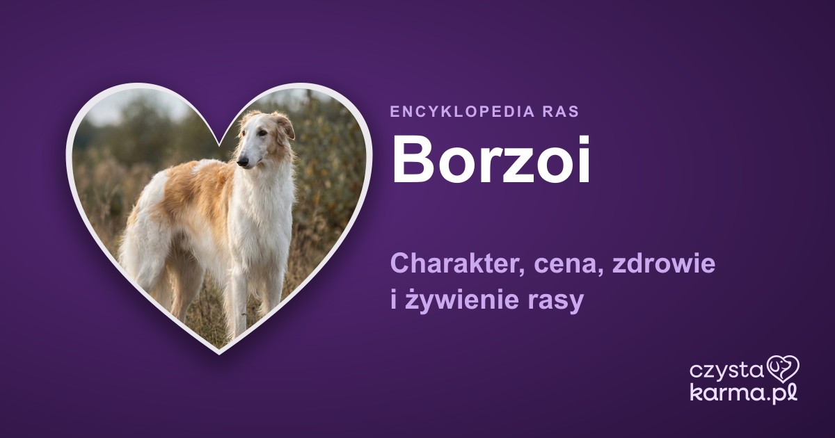 Borzoi — charakter, cena, zdrowie i żywienie rasy