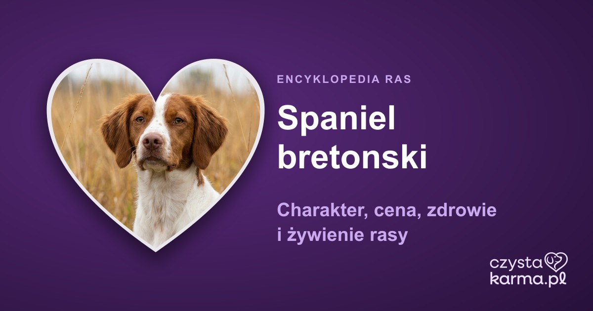 Spaniel bretonski — charakter, cena, zdrowie i zywienie rasy