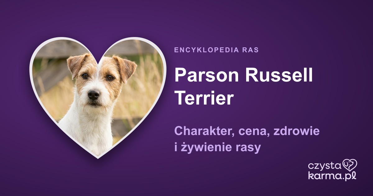 Parson Russell Terrier — charakter, cena, zdrowie i żywienie rasy