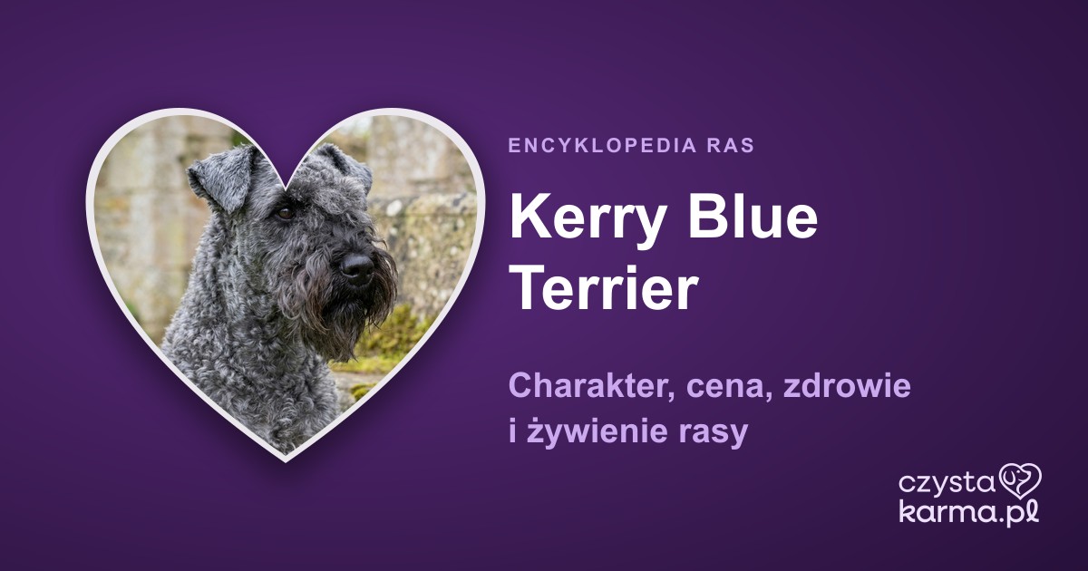 Kerry Blue Terrier — charakter, cena, zdrowie i żywienie rasy