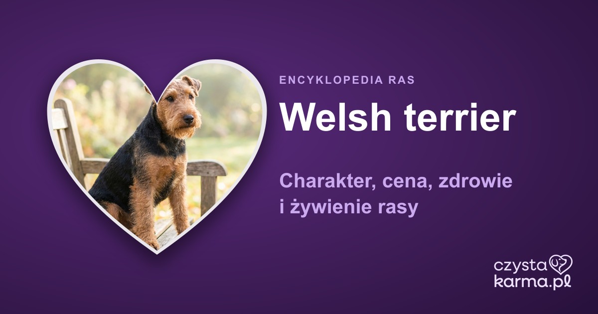 Welsh terrier — charakter, cena, zdrowie i żywienie rasy
