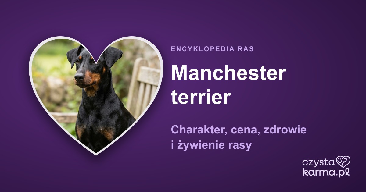 Manchester terrier — charakter, cena, zdrowie i żywienie rasy