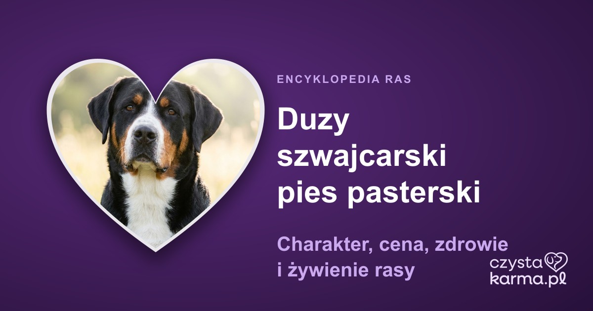 Duzy szwajcarski pies pasterski — charakter, cena, zdrowie i zywienie rasy