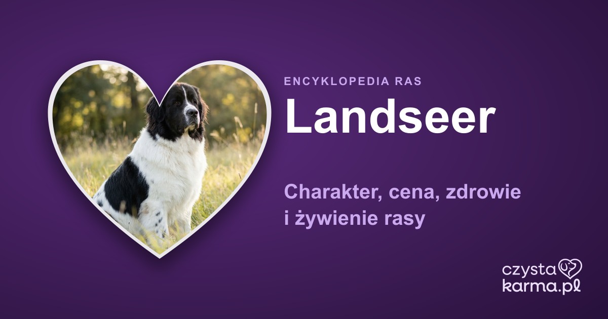 Landseer — charakter, cena, zdrowie i żywienie rasy