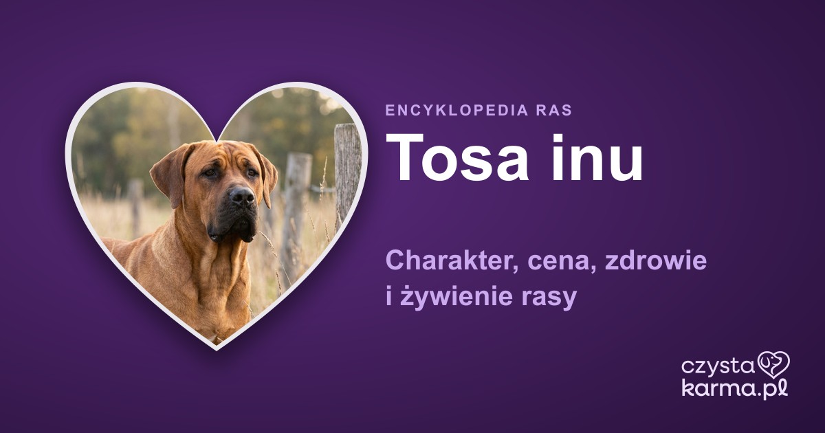 Tosa inu — charakter, cena, zdrowie i żywienie rasy