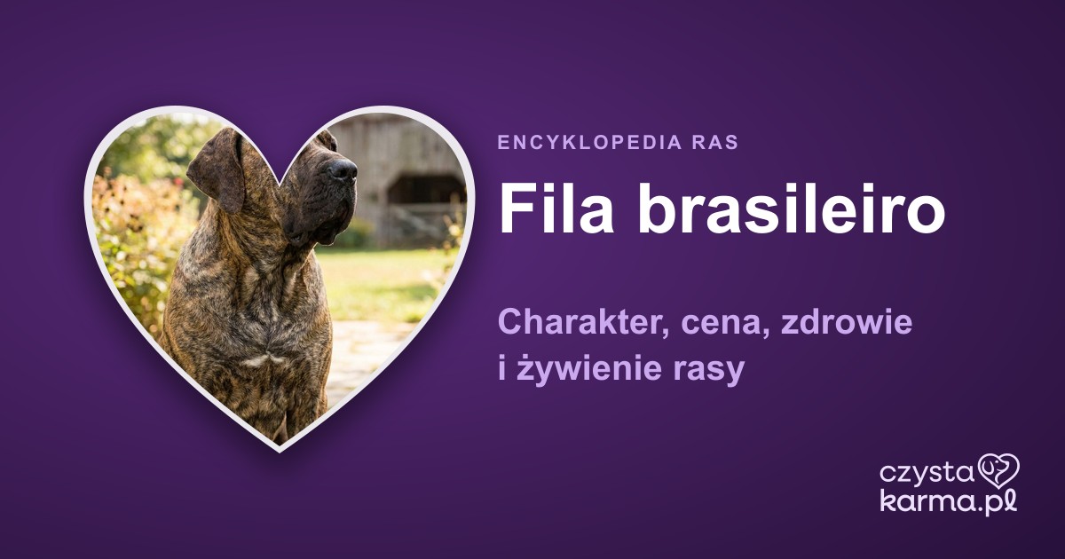 Fila brasileiro — charakter, cena, zdrowie i żywienie rasy
