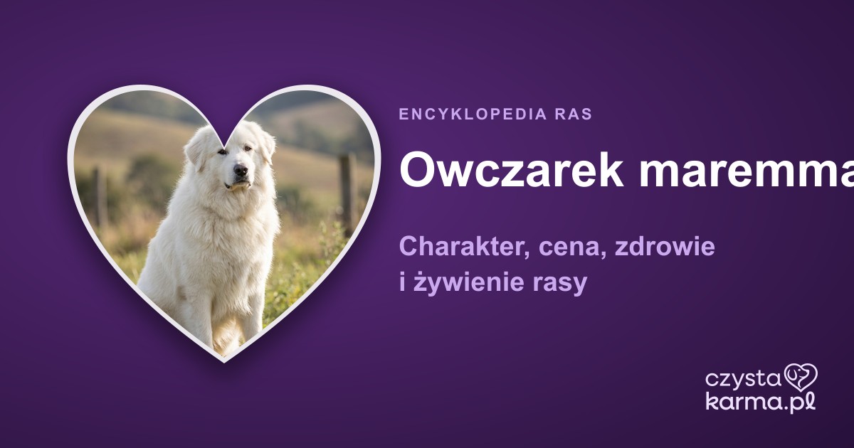 Owczarek maremma — charakter, cena, zdrowie i żywienie rasy