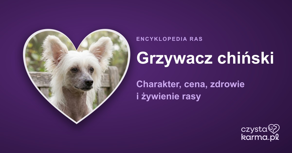 Grzywacz chiński — charakter, cena, zdrowie i żywienie rasy