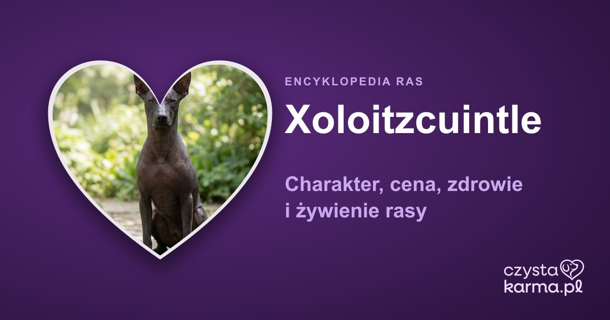 Xoloitzcuintle — charakter, cena, zdrowie i żywienie rasy