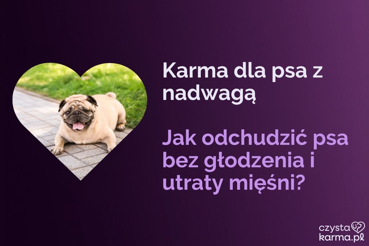 Karma dla psa z nadwagą — jak odchudzić psa bez głodzenia i utraty mięśni