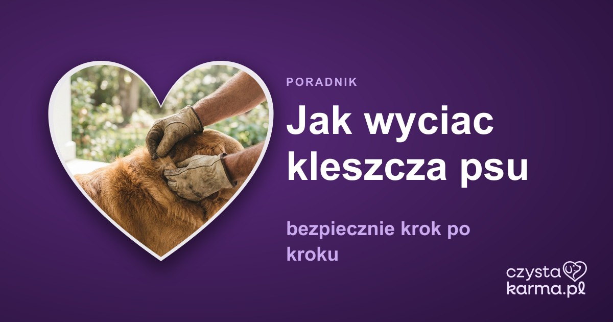 Jak wyciac kleszcza psu — bezpiecznie krok po kroku