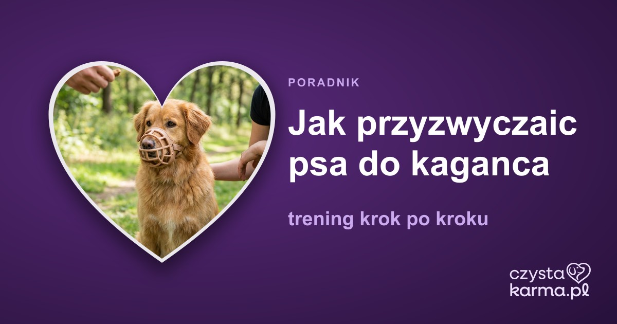Jak przyzwyczaic psa do kaganca — trening krok po kroku