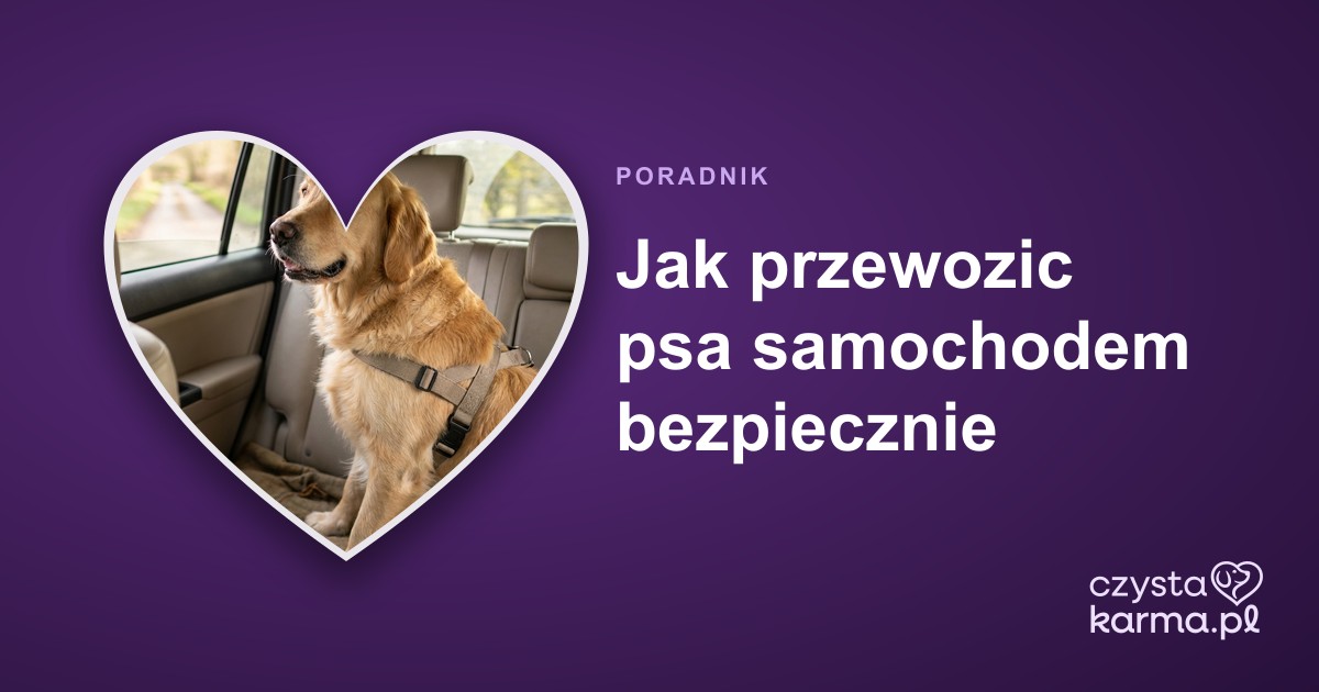 Jak przewozic psa samochodem bezpiecznie