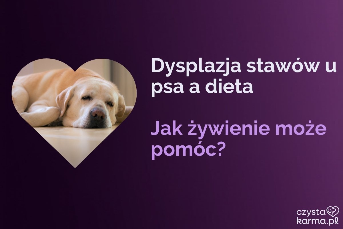 Dysplazja stawów u psa a dieta — jak żywienie może pomóc?