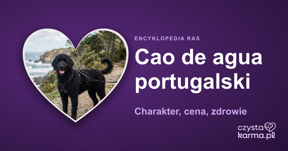 Cao de agua portugalski — charakter, cena, zdrowie i żywienie rasy