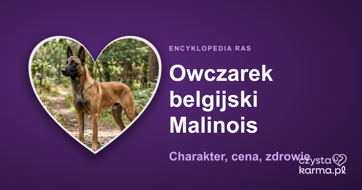 Owczarek belgijski Malinois — charakter, cena, zdrowie i żywienie rasy