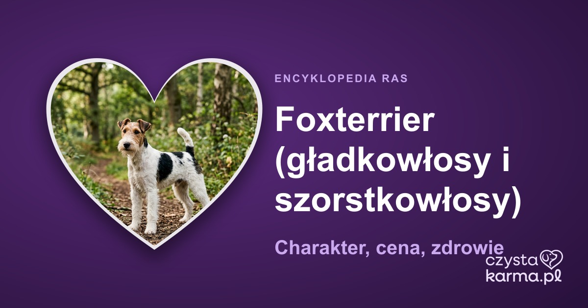 Foxterrier (gładkowłosy i szorstkowłosy) — charakter, cena, zdrowie i żywienie rasy