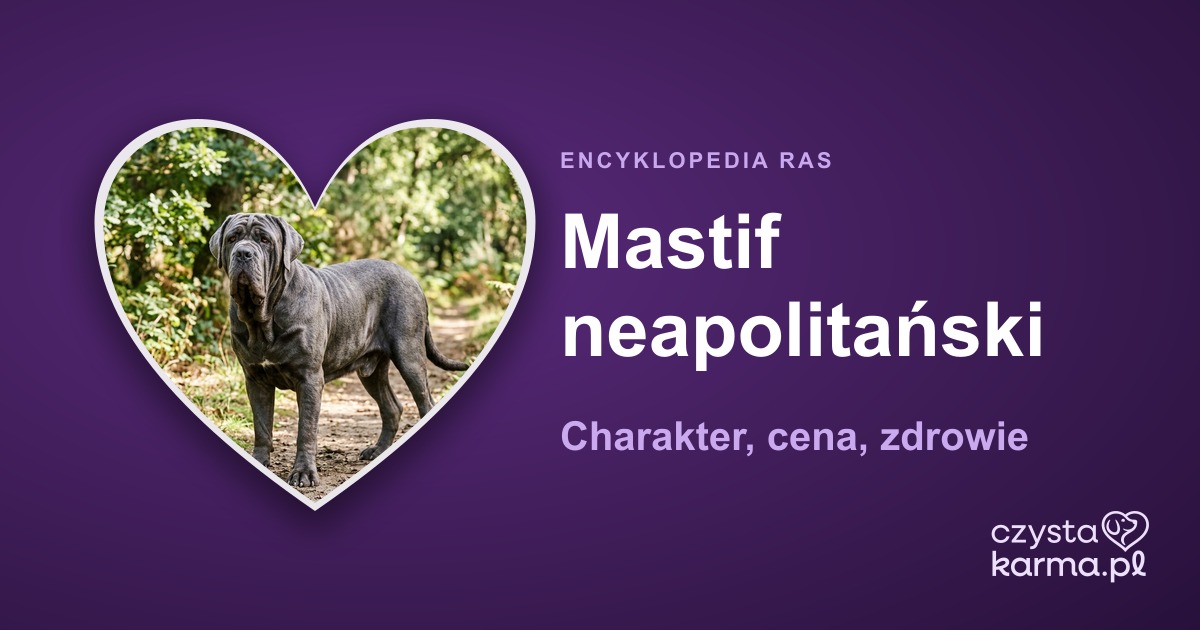 Mastif neapolitański — charakter, cena, zdrowie i żywienie rasy