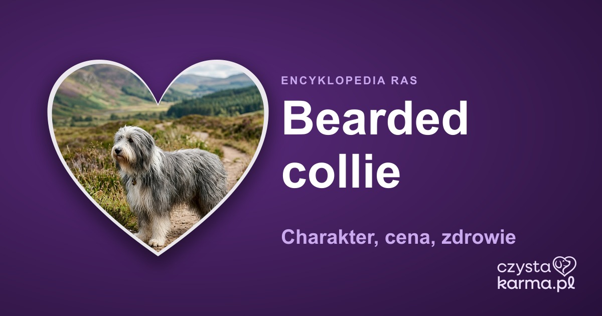 Bearded collie — charakter, cena, zdrowie i żywienie rasy