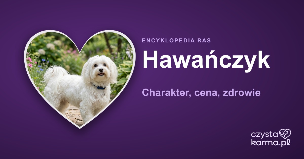 Hawańczyk — charakter, cena, zdrowie i żywienie rasy