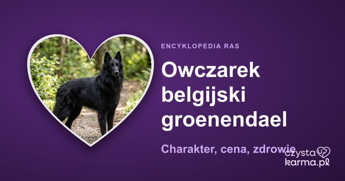 Owczarek belgijski groenendael — charakter, cena, zdrowie i żywienie rasy