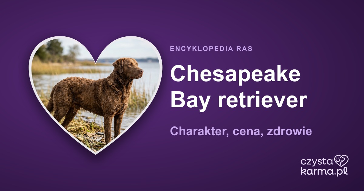 Chesapeake Bay retriever — charakter, cena, zdrowie i żywienie rasy