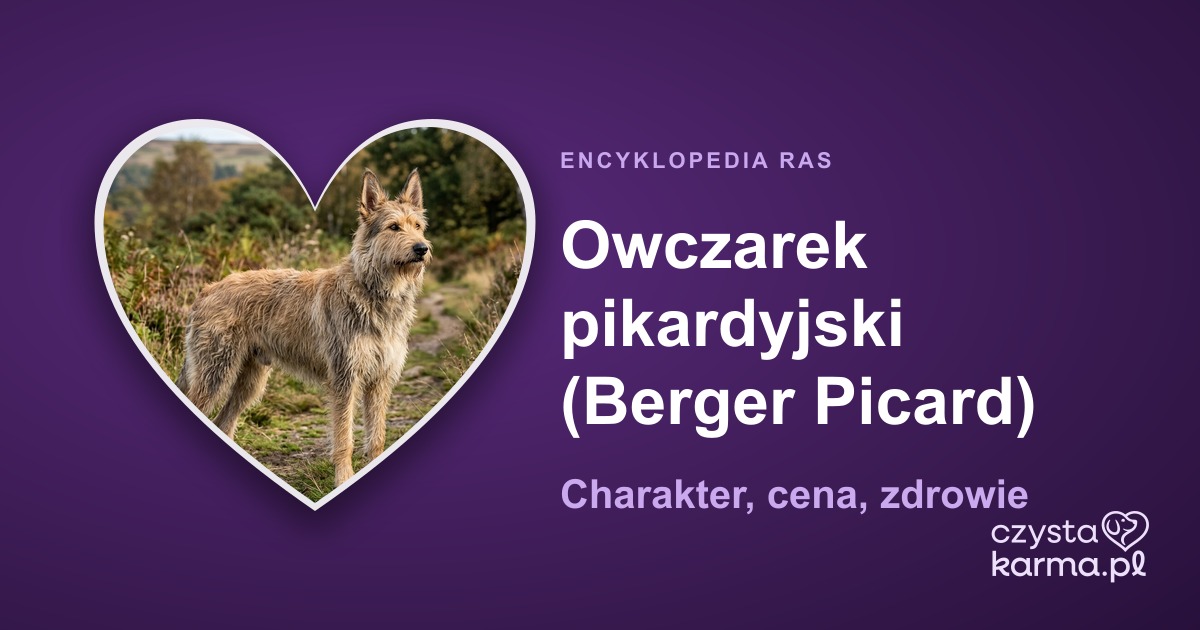 Owczarek pikardyjski (Berger Picard) — charakter, cena, zdrowie i żywienie rasy