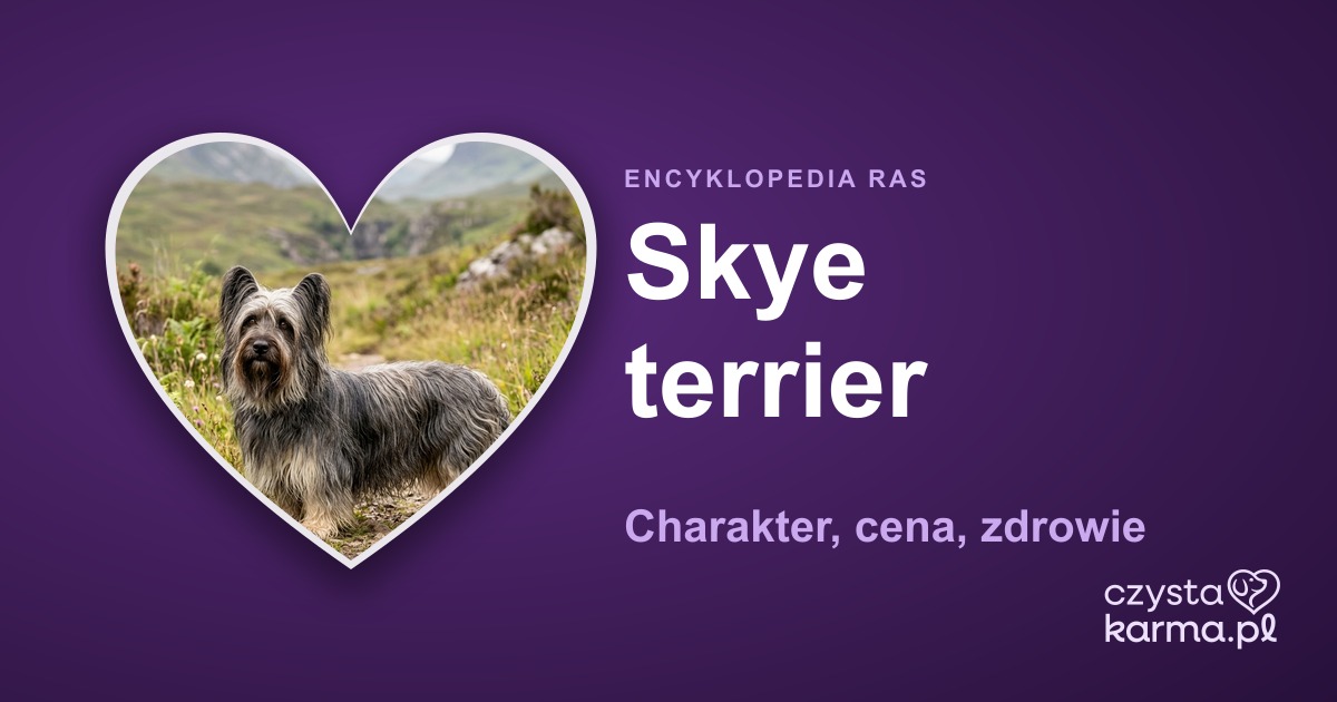 Skye terrier — charakter, cena, zdrowie i żywienie rasy