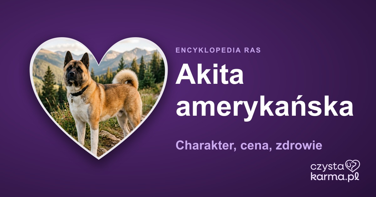 Akita amerykańska — charakter, cena, zdrowie i żywienie rasy