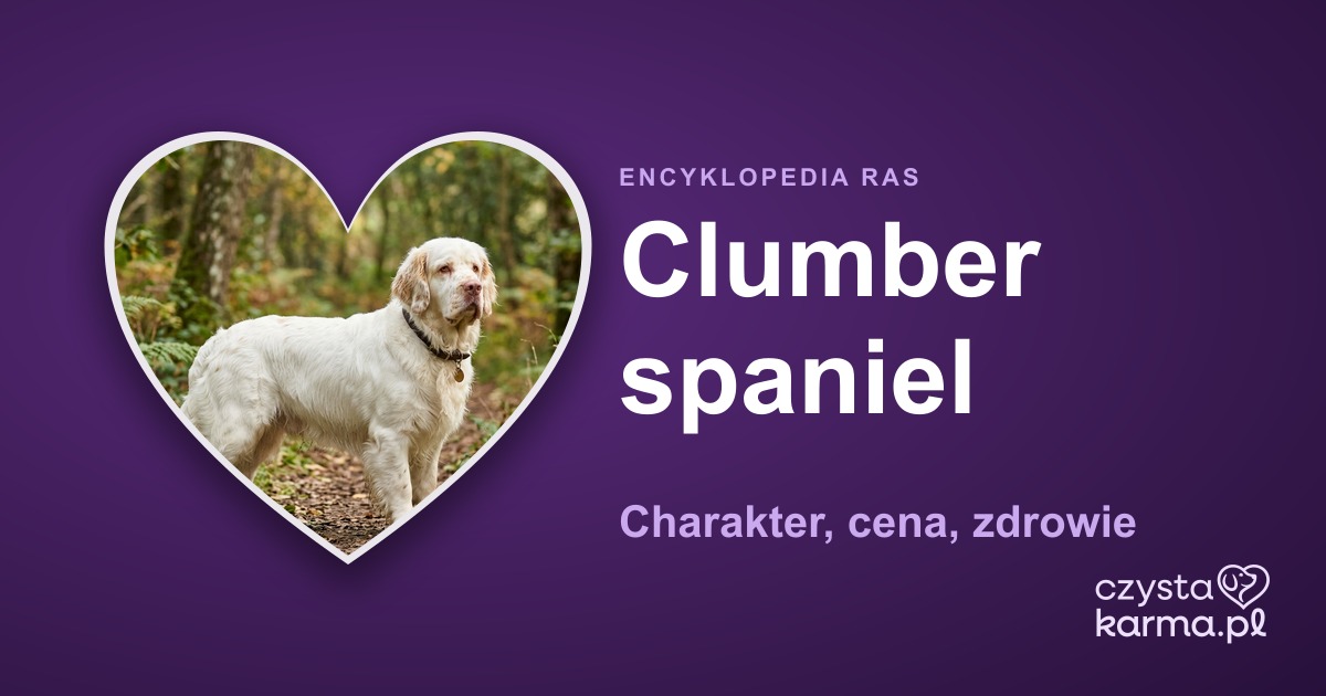Clumber spaniel — charakter, cena, zdrowie i żywienie rasy