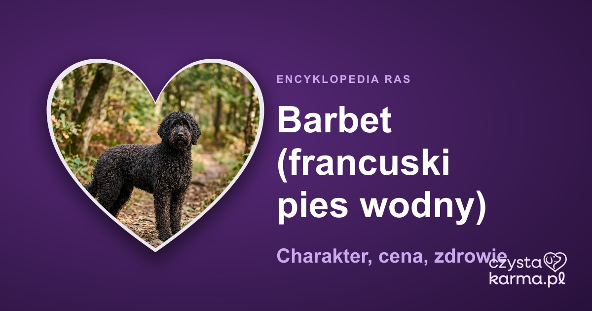 Barbet (francuski pies wodny) — charakter, cena, zdrowie i żywienie rasy