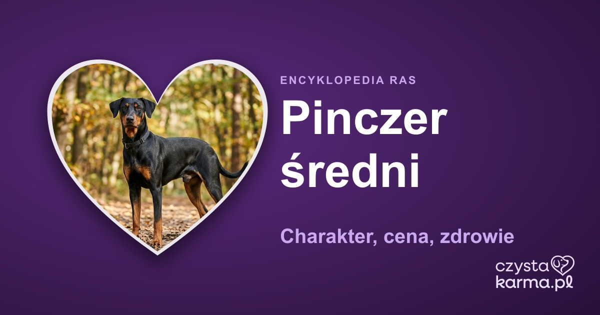 Pinczer średni — charakter, cena, zdrowie i żywienie rasy