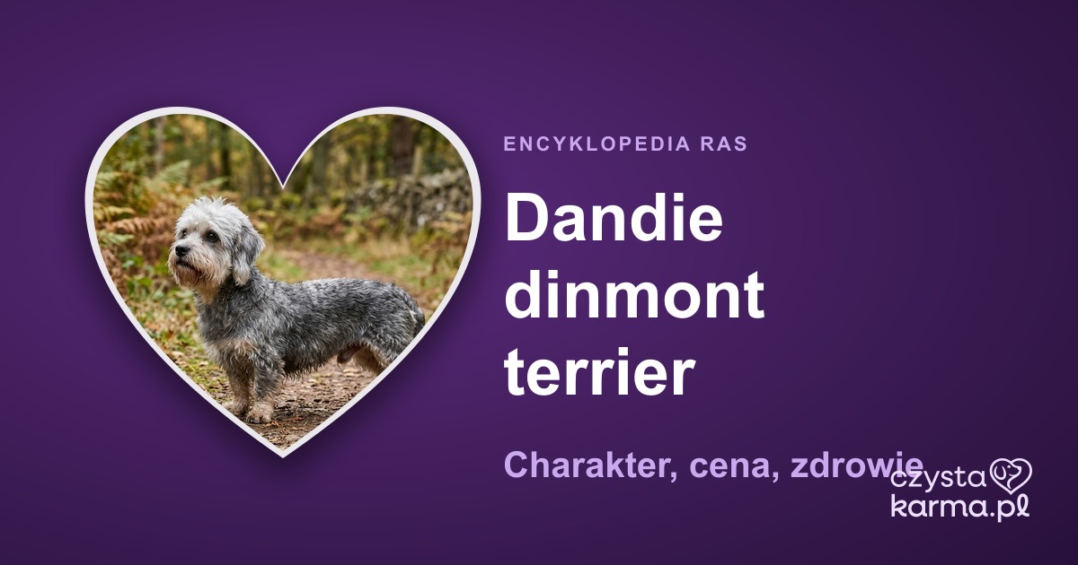 Dandie dinmont terrier — charakter, cena, zdrowie i żywienie rasy
