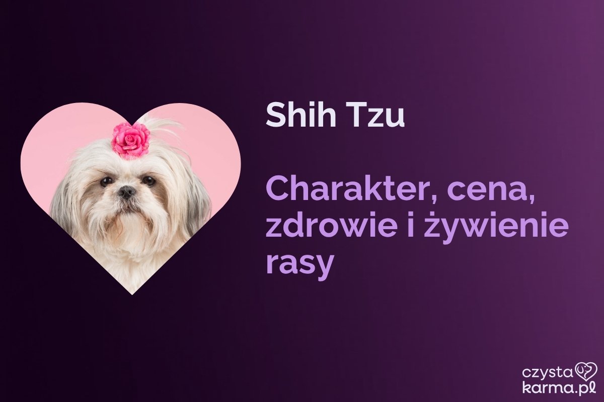 Shih Tzu — charakter, cena, zdrowie i żywienie rasy