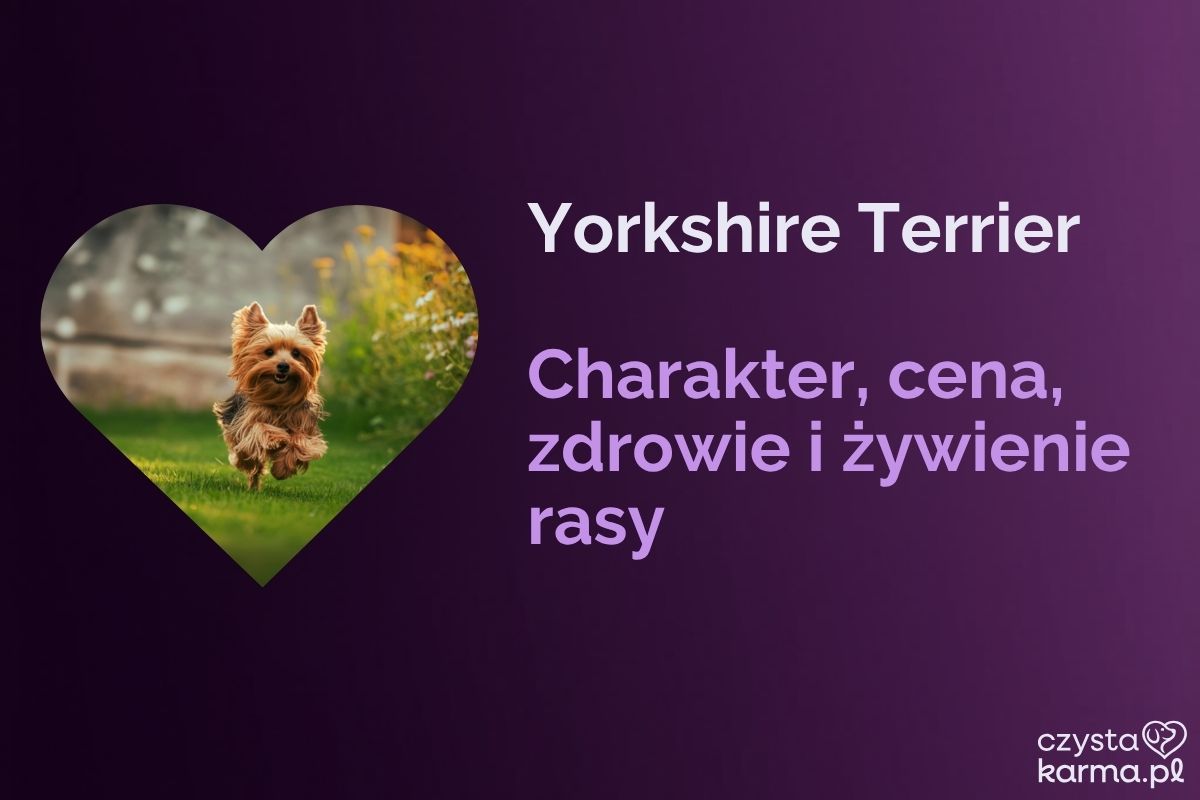 Yorkshire Terrier — charakter, cena, zdrowie i żywienie rasy