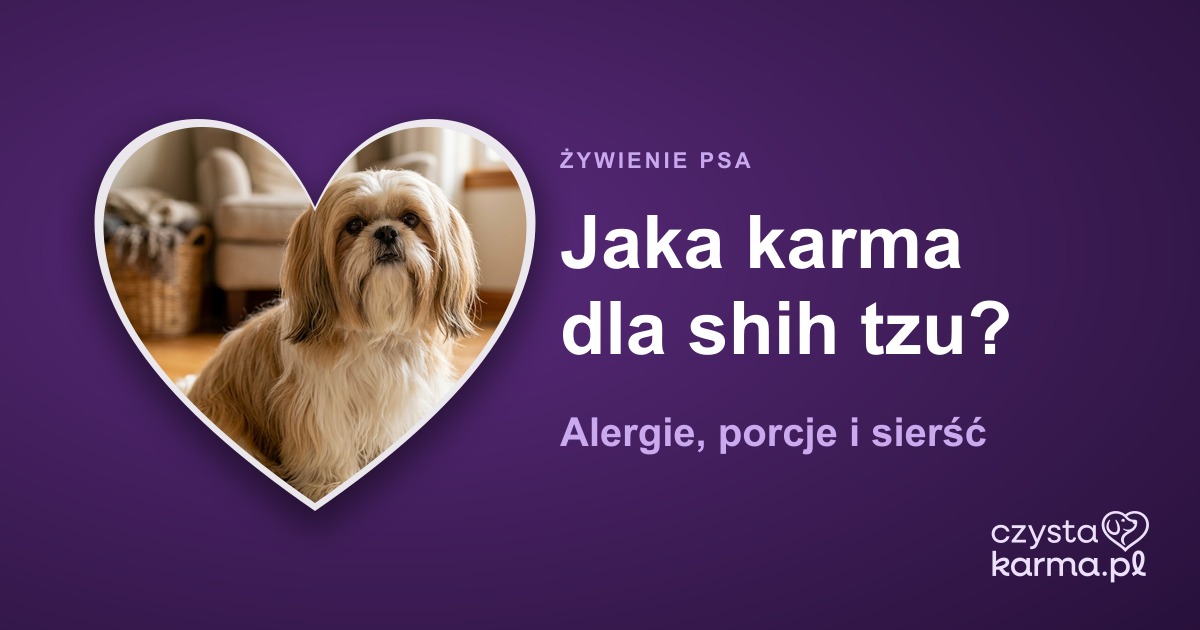 Jaka karma dla shih tzu? Alergie, porcje i sierść