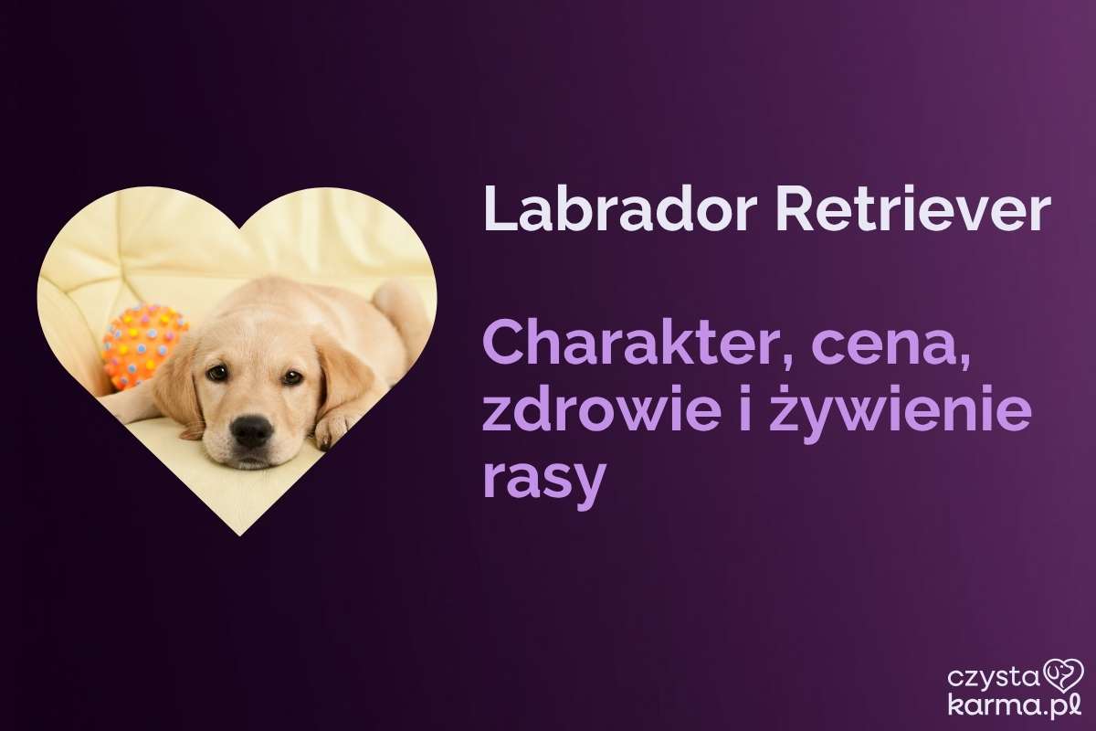 Labrador Retriever — charakter, cena, zdrowie i żywienie rasy
