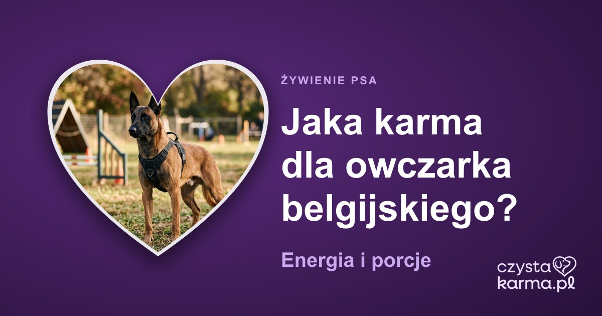 Jaka karma dla owczarka belgijskiego? Energia i porcje