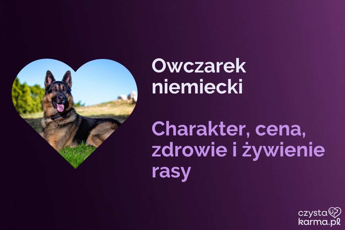 Owczarek Niemiecki — charakter, żywienie i zdrowie rasy