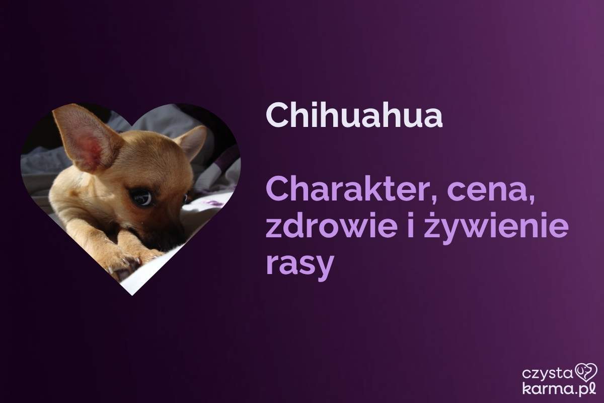Chihuahua — charakter, cena, zdrowie i żywienie rasy
