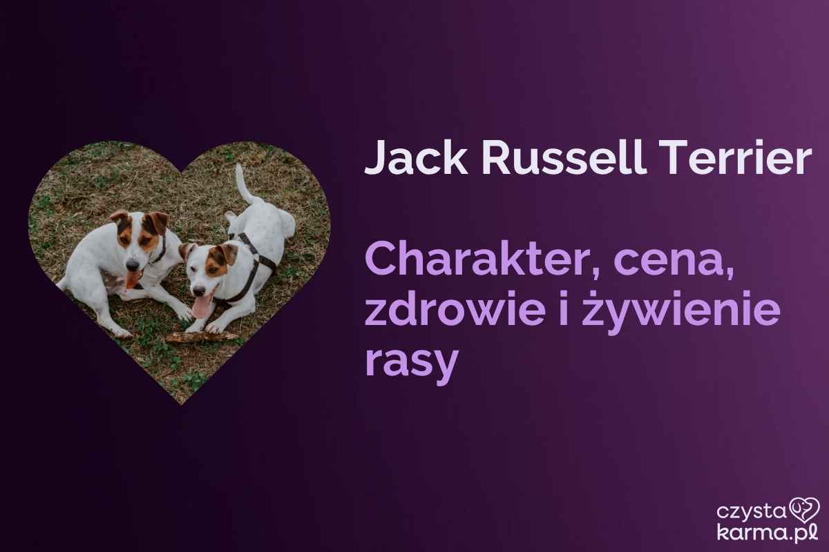 Jack Russell Terrier — charakter, cena, zdrowie i żywienie rasy