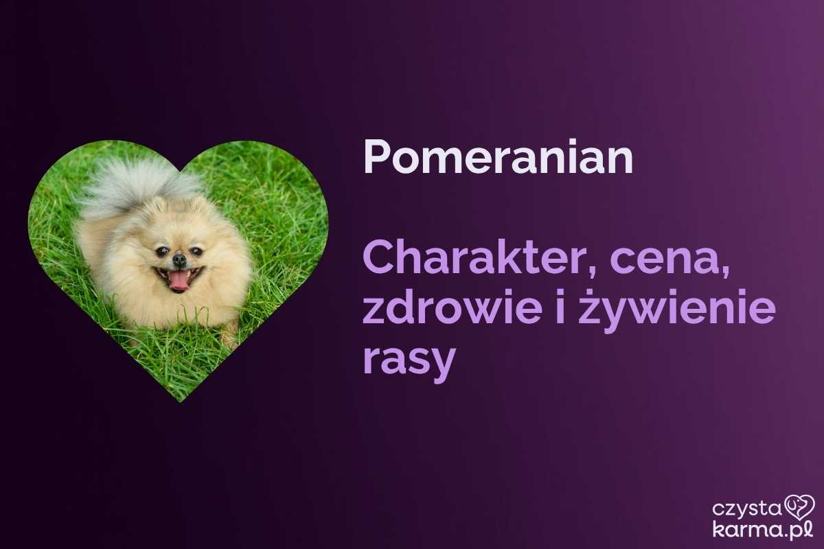 Pomeranian / Szpic — charakter, cena, zdrowie i żywienie rasy