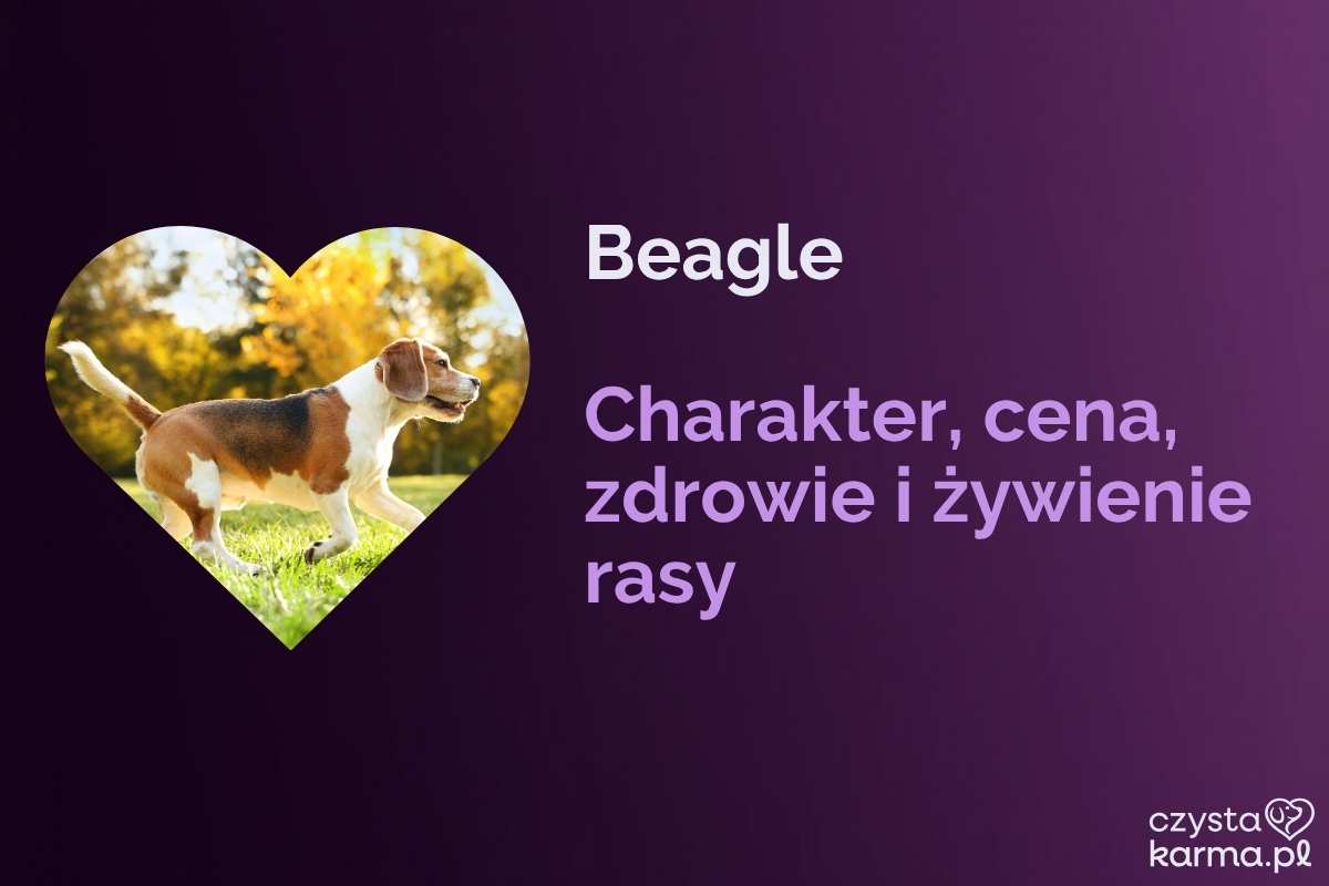 Beagle — charakter, cena, zdrowie i żywienie rasy