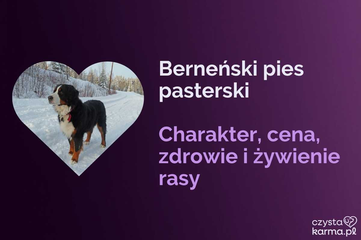 Berneński Pies Pasterski — charakter, cena, zdrowie i żywienie rasy