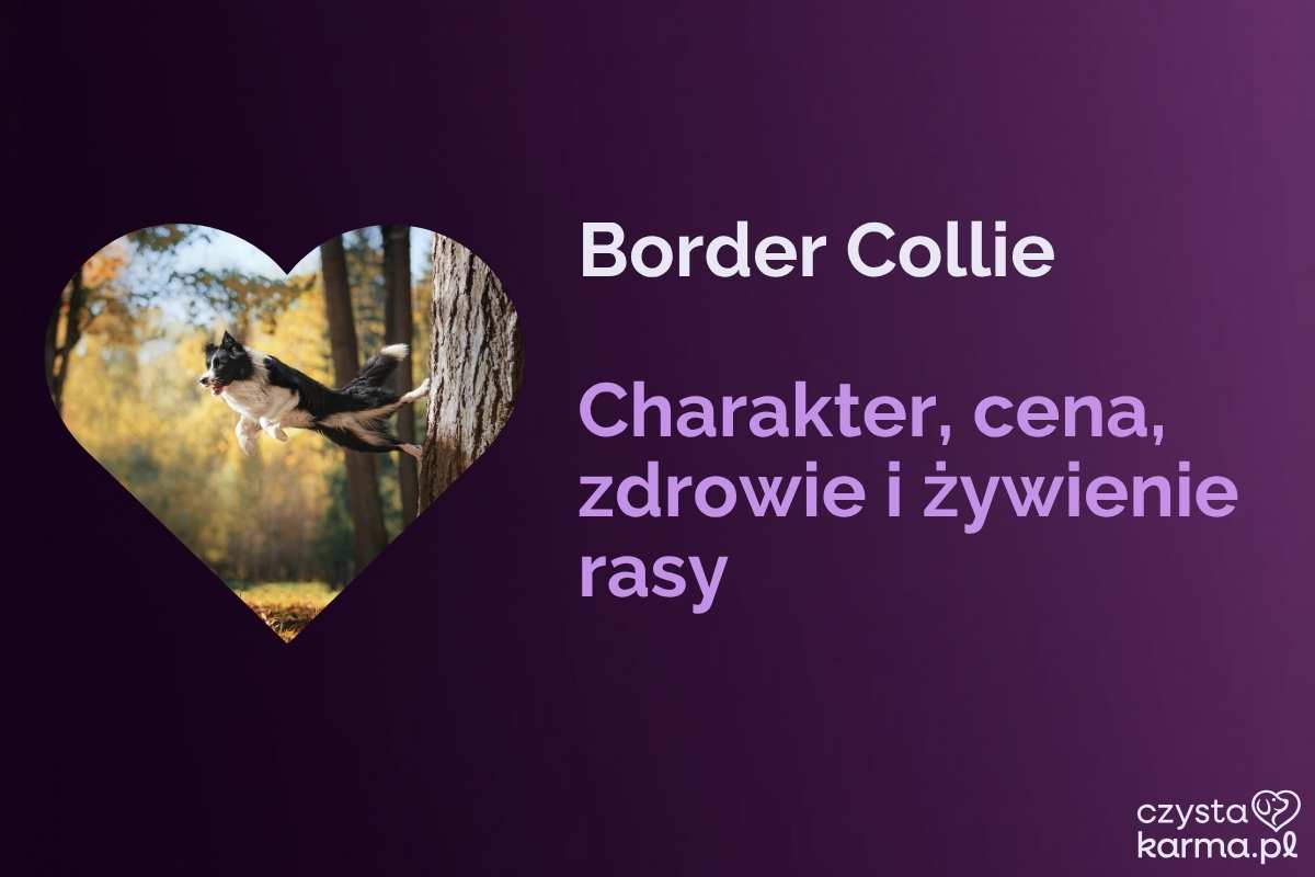 Border Collie — charakter, cena, zdrowie i żywienie rasy
