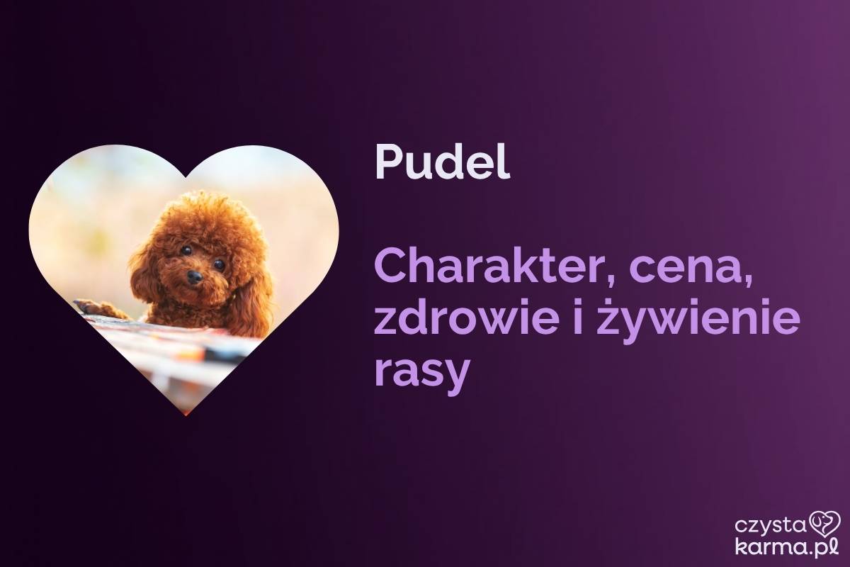 Pudel — charakter, cena, zdrowie i żywienie rasy
